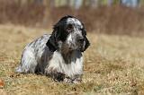 SETTER ANGLAIS 041